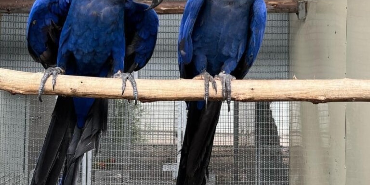 The Spix’s Macaw: A Glimpse into the World's Rarest Parrot